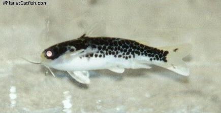 Duringlanis perugiae