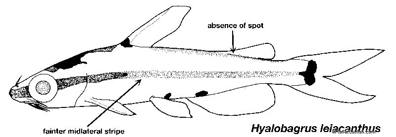 Hyalobagrus leiacanthus