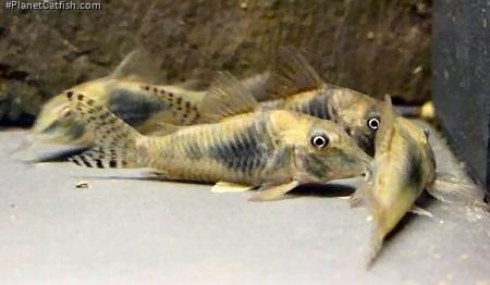 Corydoras septentrionalis