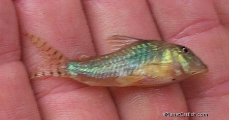 Corydoras septentrionalis