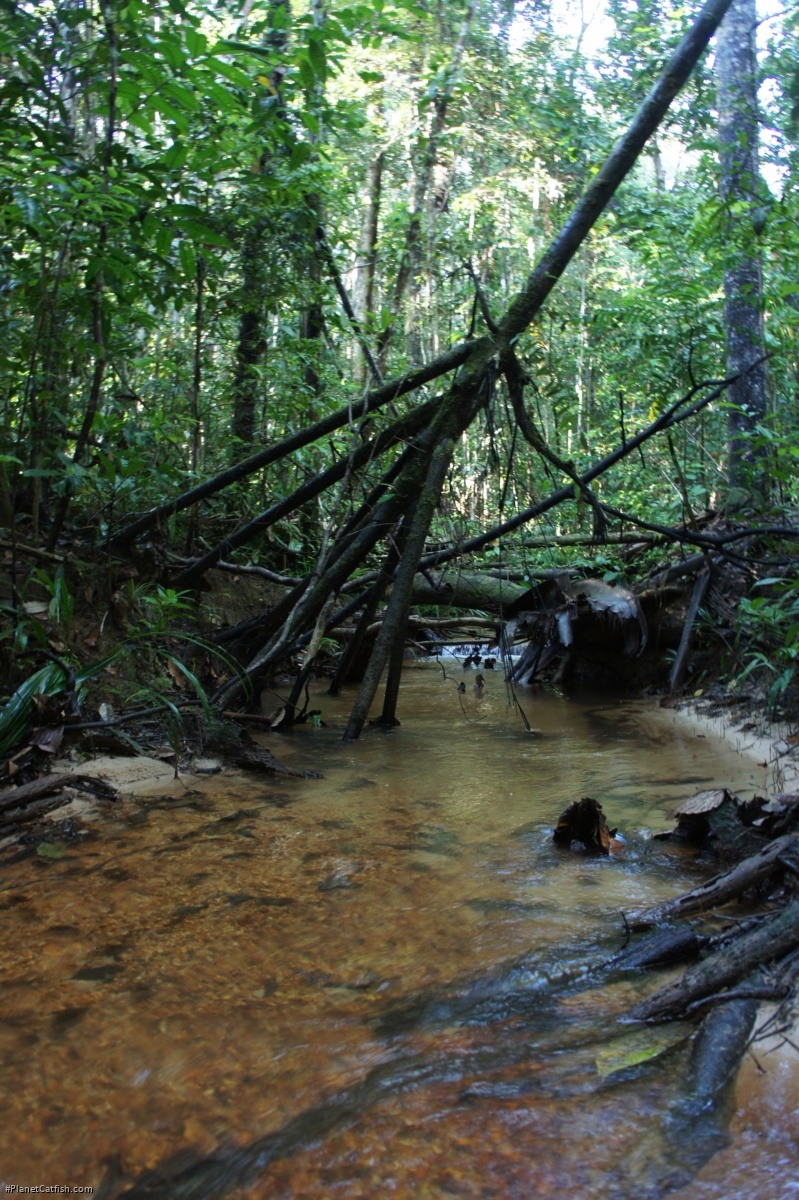 Nannoglanis habitat