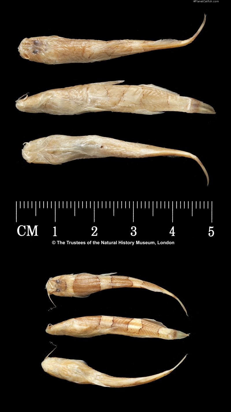 Nannoglanis syntypes