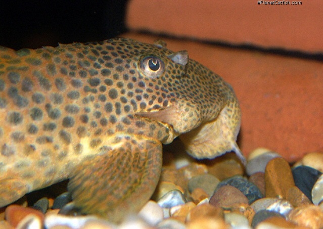 Close up of a male and his cheek odontodes