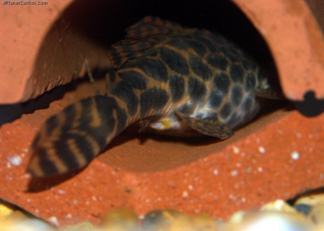 Female ripe with eggs and ready to spawn