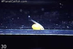 Ancistrus claro fry with yolk sac