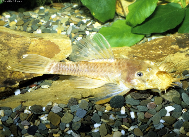 Black-eyed Ancistrus (L144)