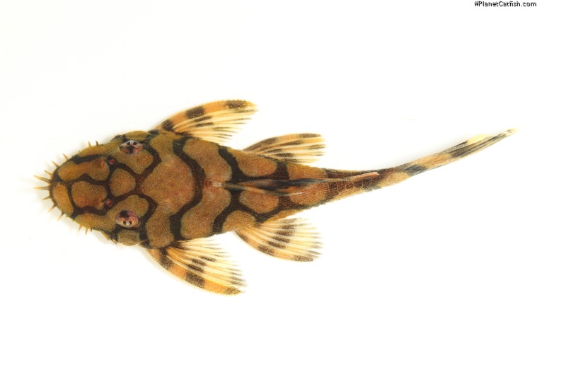 Ancistrus sp. L519 sub-adult