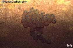 Chaetostoma eggs