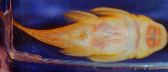 Chaetostoma formosae