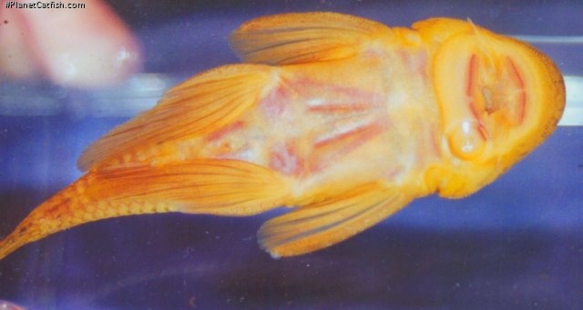 Chaetostoma formosae