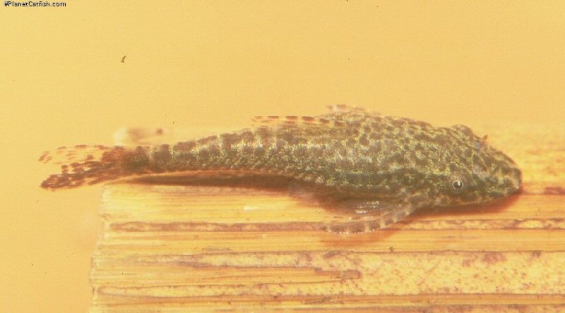 Hisonotus leucofrenatus