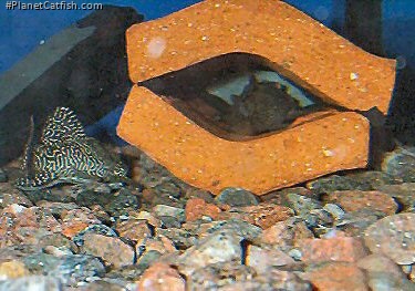 Male guarding the eggs