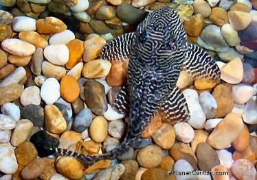 Female gravid with eggs