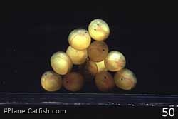 Six day old H. zebra eggs