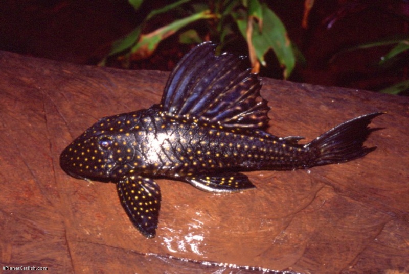 Hypostomus margaretifer