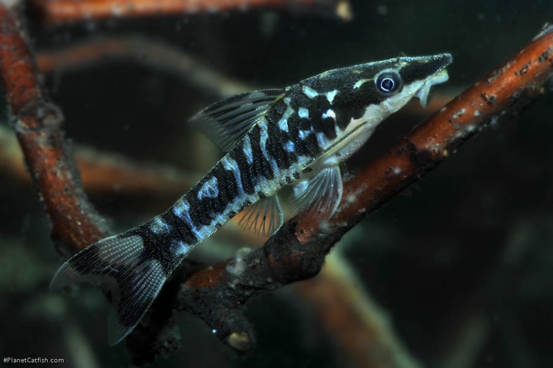 Otocinclus cocama