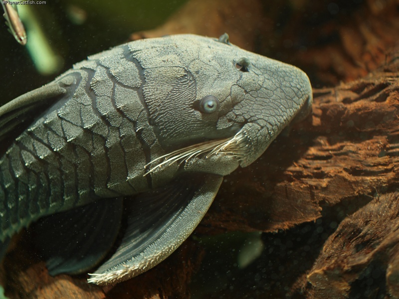 Panaque cochliodon