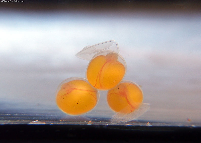 Four day old eggs