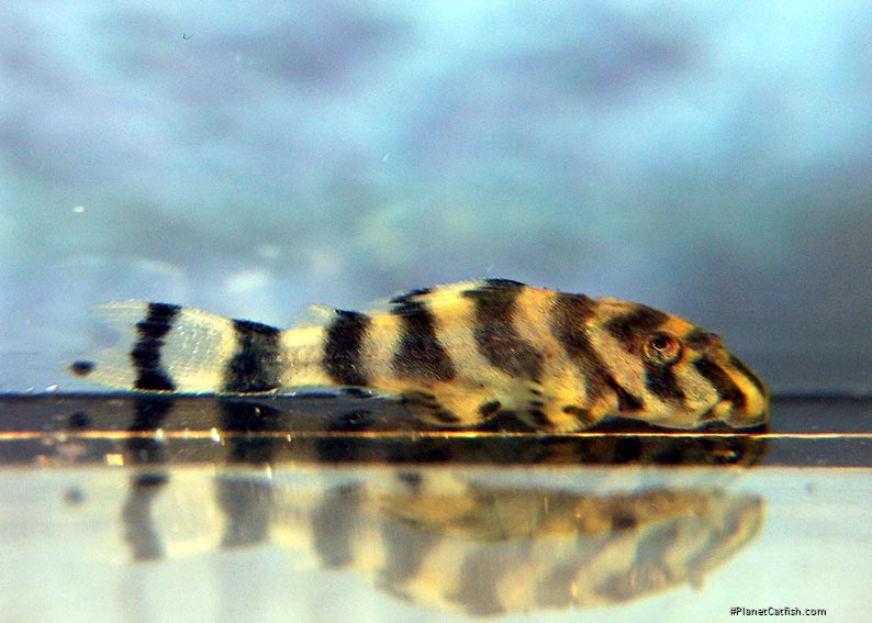 Juvenile Peckoltia sp.