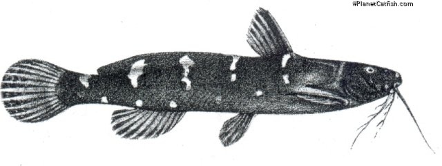 microsynodontis batesii