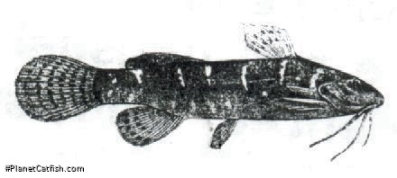 Microsynodontis christyi