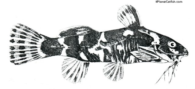 microsynodontis lamberti