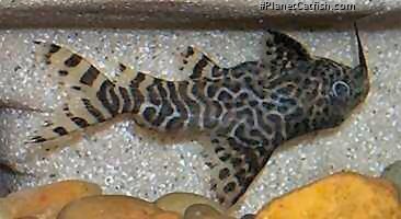 Synodontis eupterus