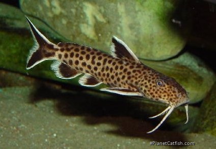 Synodontis petricola