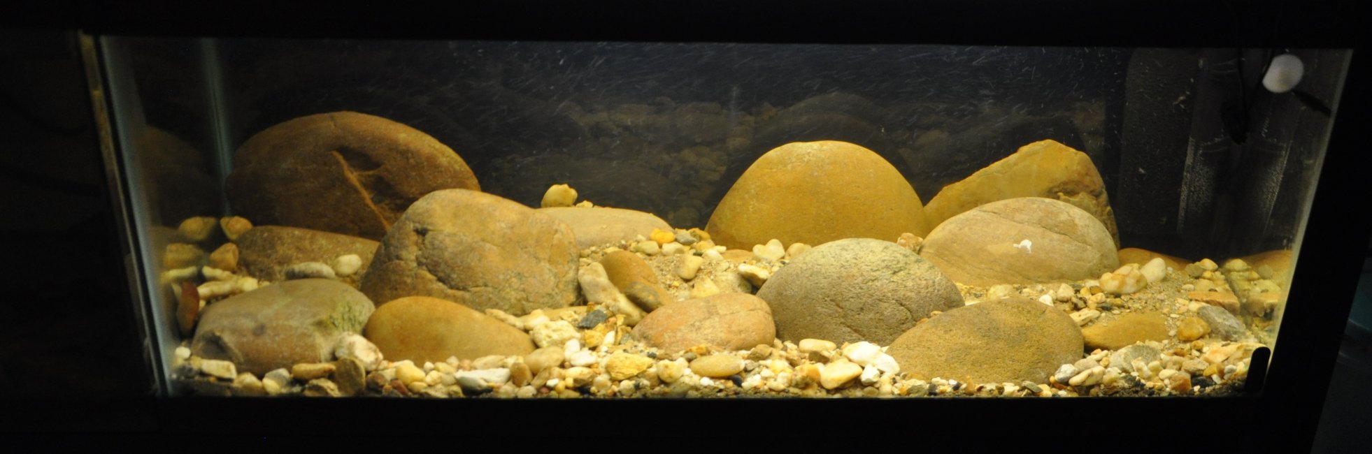 C. formosae species tank