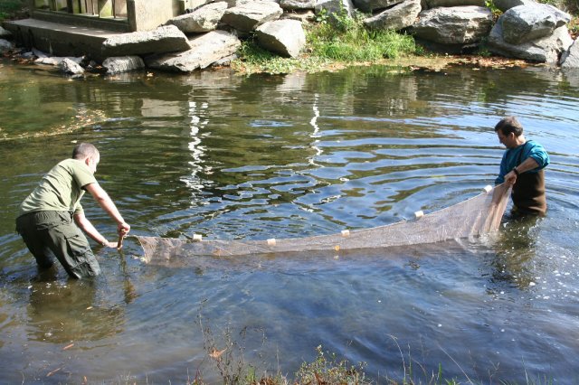 Collecting with the seine net