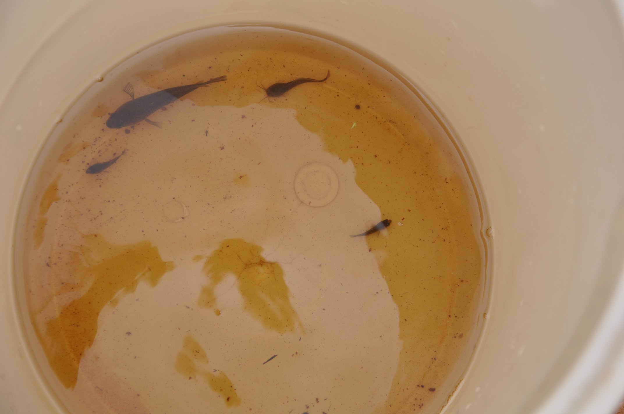 3. Ctenopoma and Clarias, note water colouration