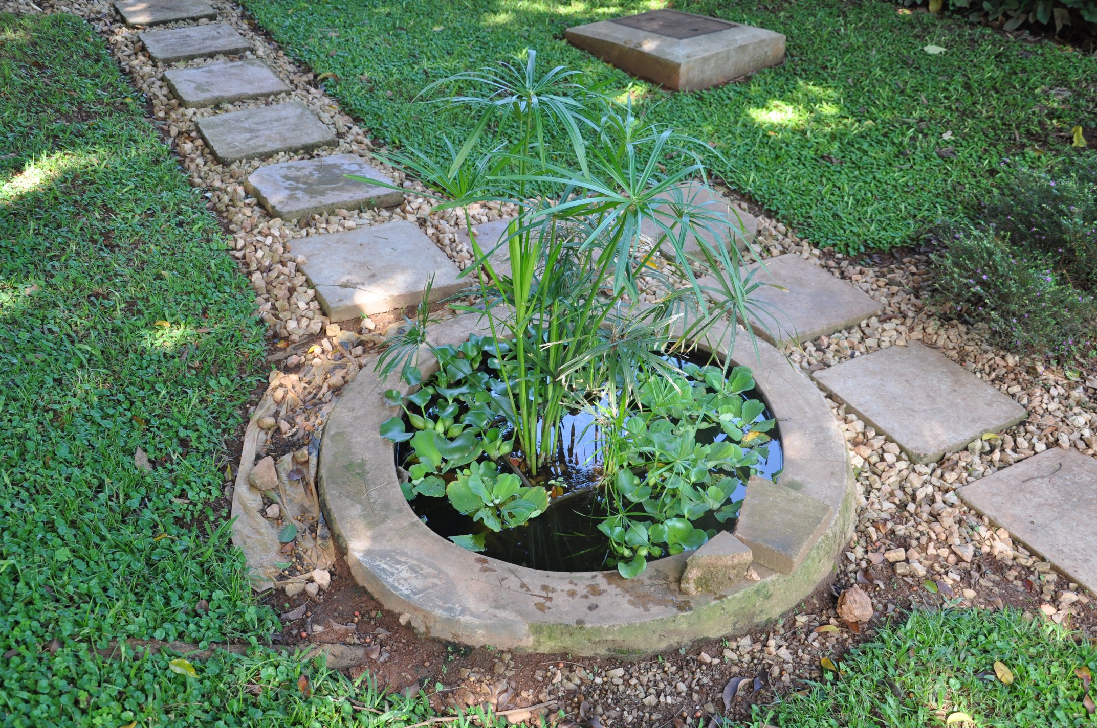 4. Papyrus swamp mini-pond using dwarf umbrella palm