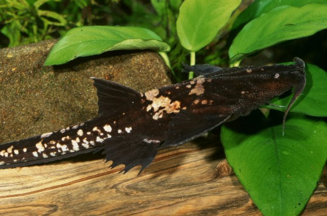 Female Platystacus cotylephorus