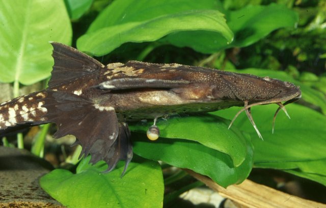 Platystacus cotylephorus