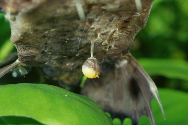 Platystacus cotylephorus