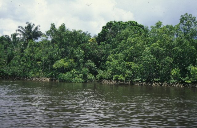 Platystacus cotylephorus habitat