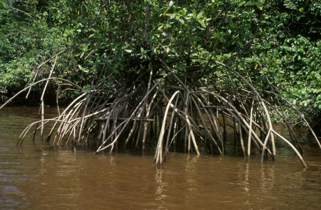 Platystacus cotylephorus habitat