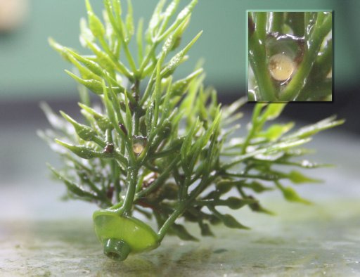 Single egg in plastic plant - note transparent case