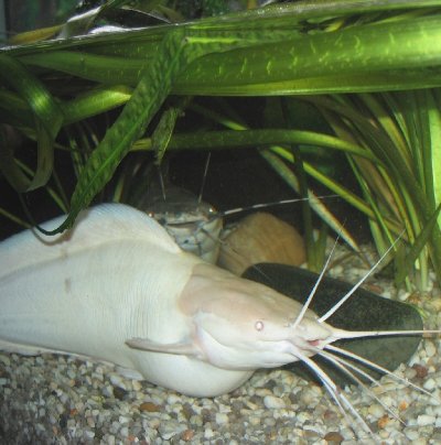 Female viewed from above