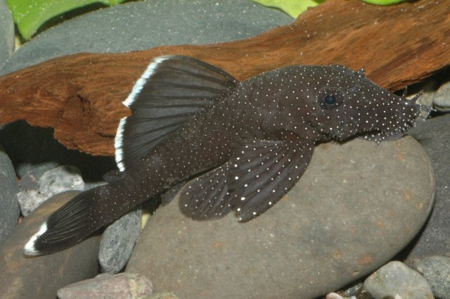 Ancistrus dolichopterus