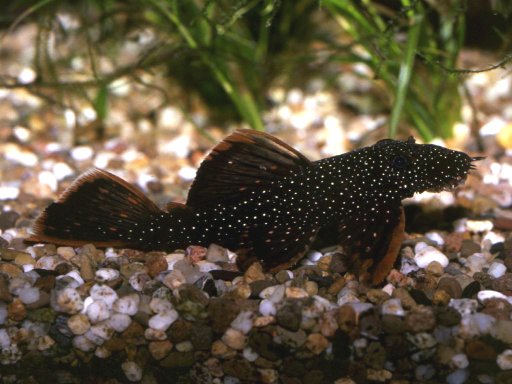 Ancistrus hoplogenys`