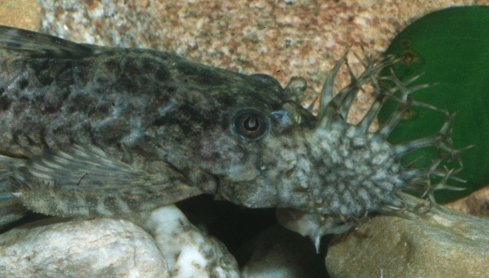 Head of Typical Male Ancistrus sp.