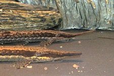 F. vittata above, F. acus below - compare rostrum. 