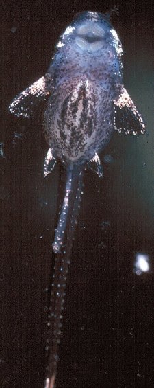 Newly hatched Farlowella fry