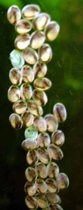 Farlowella vittata eggs