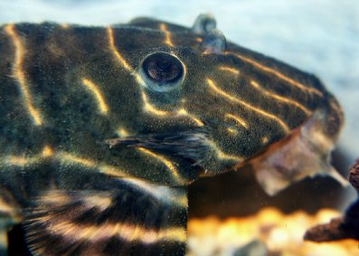 Close-up of head of male 