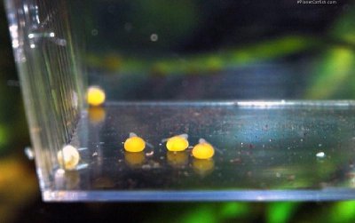 Fry in a hatchery