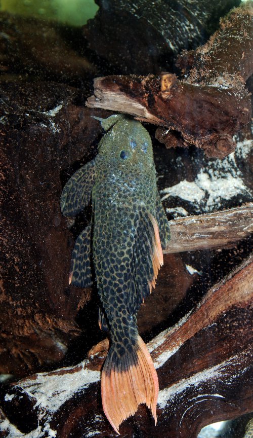 Female after egg laying. The bulge protruding from her sides is gone; the sagging skin is clearly visible - shot one day after egg laying