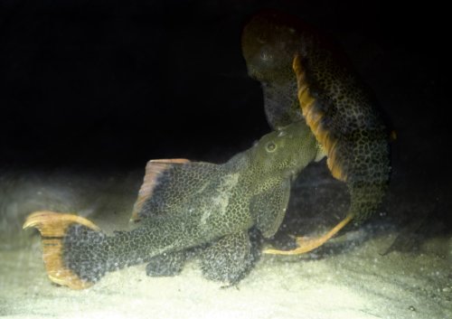 L600 pair courting. Female on the subsrate, male in front of her