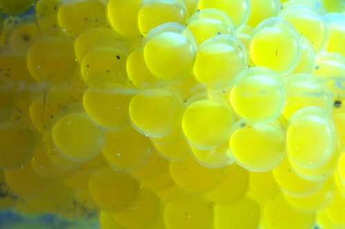 Close up of the eggs 19 hours after these were laid